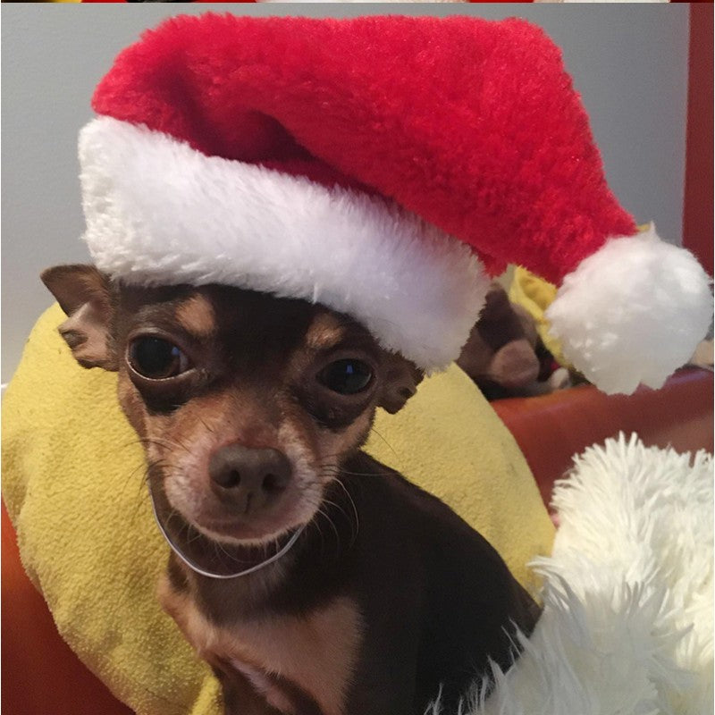 Fă-ți animalul de companie să arate festiv Crăciunul acesta cu o pălărie de Moș Crăciun din piele întoarsă moale!